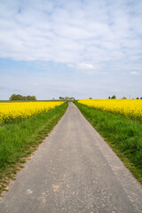 Path between rapeseed fields in spring 