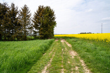 Tractor road between grass, trees and a canola field in spring 