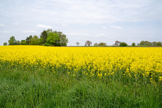 Rapeseed field in the countryside in spring 