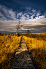 The Beauty The High Fens