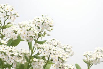 white cherry blossom