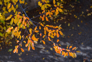 Trees in vivid autumn colors, Armenia