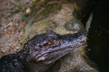 caiman in the water 