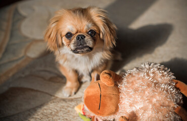 Cute little Pet, adoption concept . Young golden light Doggo, close up portrait 