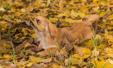 Cute little Pet, adoption concept . Young golden light Doggo, close up portrait 
