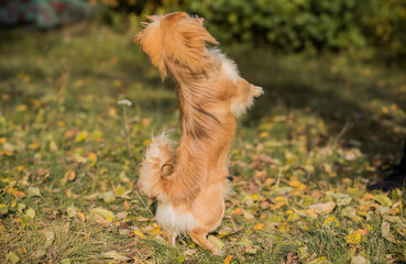 Cute little Pet, adoption concept . Young golden light Doggo, close up portrait 