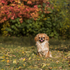 Cute little Pet, adoption concept . Young golden light Doggo, close up portrait 