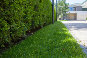 A hedge of green thuja and a lawn along the fence. Selective focus.