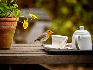 Robin Perched on a Cafe Table