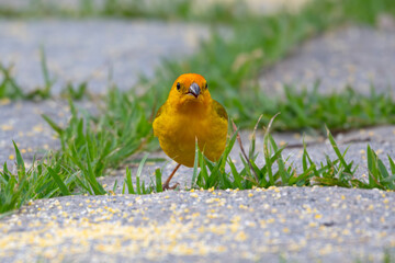 Canário da Terra. Grassland Yellow Finch. Sicalis flaveola - obrazy, fototapety, plakaty