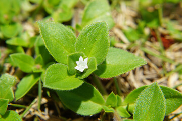 Folha de arvore em  Macro