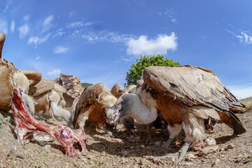 vultures devouring carrion