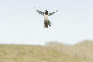 white wagtail flying
