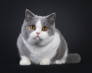 Cute young adult blue with white British Shorthair cat, laying down facing front. Looking towards camera with orange eyes. Isolated on black background.