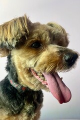 a large brown stone on the teeth of an old Yorkshire terrier. veterinary medicine toothache in dogs. inflammation of the gums in a pet .  inspection of the animal 