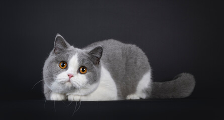 Cute young adult blue with white British Shorthair cat, laying down with head low. Looking towards camera with innocent look and orange eyes. Isolated on black background.
