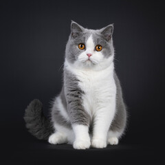 Cute young adult blue with white British Shorthair cat, sitting up facing front. Looking towards camera with orange eyes. Isolated on black background.