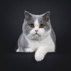 Cute young adult blue with white British Shorthair cat, laying down facing front on edge. Looking...
