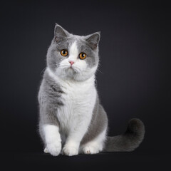 Cute young adult blue with white British Shorthair cat, sitting up facing front. Looking towards camera with orange eyes. Isolated on black background.