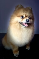 A combed Pomeranian sits on a dark background . pet. cute little dog