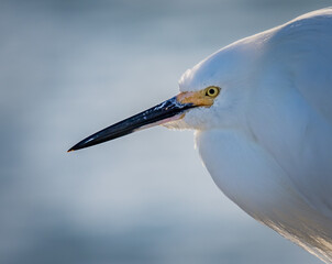 Extreme close up of the great egret in profile with breeding plummage