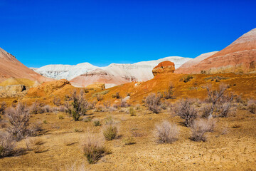 Saxauls in Altyn Emel park, Kazakhstan landscape