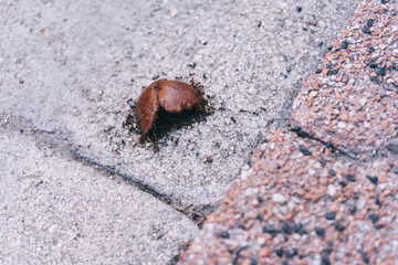 ants eat a chocolate candy. an abandoned sweet on the road. A flock of ants splits the sweetness on the sidewalk