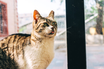 funny cat in Istanbul. A cat with its tongue out