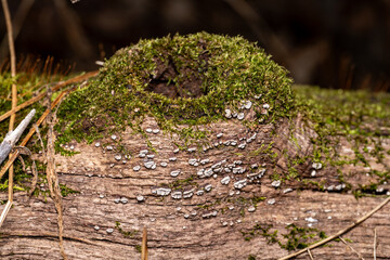 Obraz premium ceramic parchment