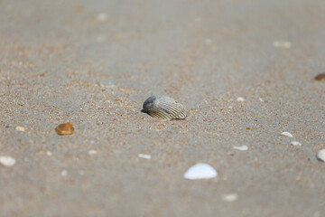 Seashells and sand on a Florida beach