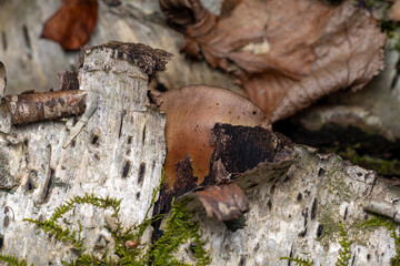 Late Oyster Mushroom Sarcomyxa serotina