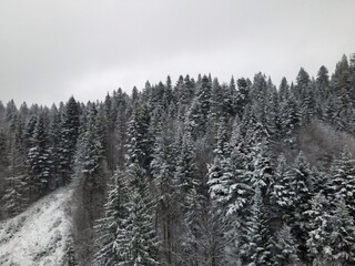 Winter Carpathian forest cinematic aerial view. Drone flying over the wild winter forest. 4K drone footage. 