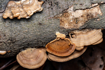 Bracket Fungi