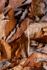 mycena mushroom