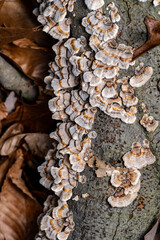 turkey-tail mushrooms