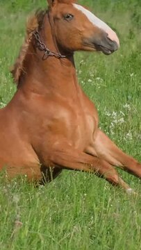 A beautiful red horse lies in the green grass. Pasture on a sunny summer day. Vertical video