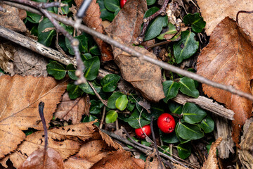 Mitchella repens Partridgeberry