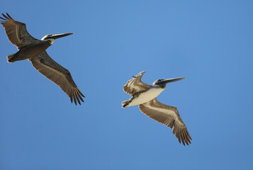 Fototapeta na wymiar Seagulls fly along the Florida coast.