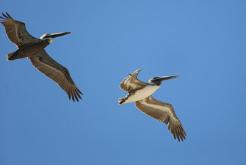 Seagulls fly along the Florida coast.