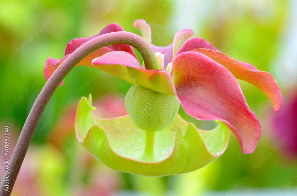 Wall mural Detail of the flower of trumpet pitcher (Sarracenia Wrigleyana), a beautiful insectivorous plant