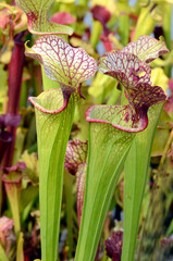 Detail of trumpet pitcher (Sarracenia x moorei H-62-MK), a beautiful insectivorous plant