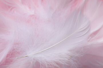 Many fluffy white feathers as background, closeup