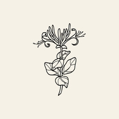 Line art honeysuckle flower illustration