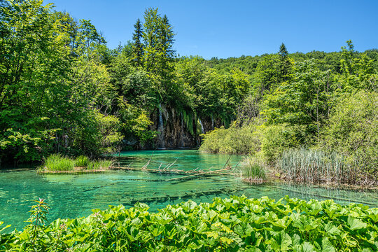 Seelandschaft im Nationalpark Plitvicer Seen mit Wasserpflanzen im Vordergrund und einem Wasserfall im Hintergrund umgeben von B&uuml;schen und B&auml;umen