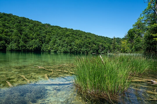 Seenlandschaft mit glasklarem Wasser und im Wasser liegenden Baumst&auml;mmen. Im Hintergrund bewaldete H&uuml;gellandschaft am Tag.