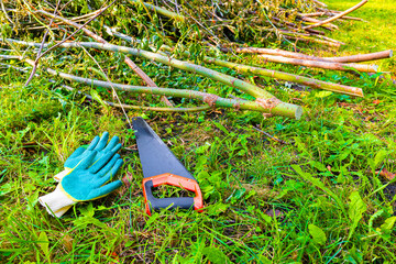 a wood hacksaw lies near a cut tree.
