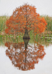 A Bald Cypress Tree in Fall Colors Reflected in the Lake - 701871898