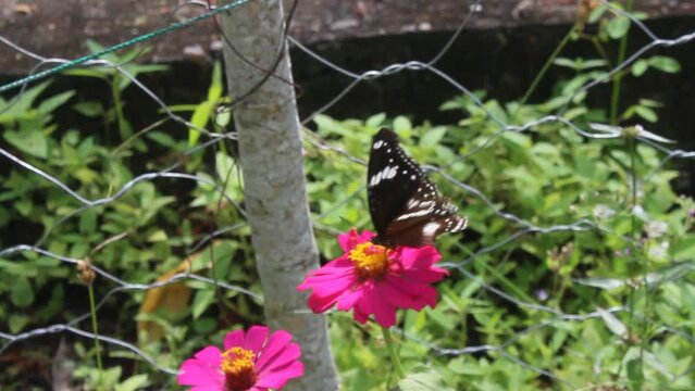 Black and orange butterflies fly away from pink flowers after feeding. Butterfly on zinnia flower

