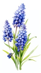 Muscari blooming in dark purple. Grape hyacinth announcing spring. Green stems and leaves. Watercolor-style of card, banner, copy space. - obrazy, fototapety, plakaty