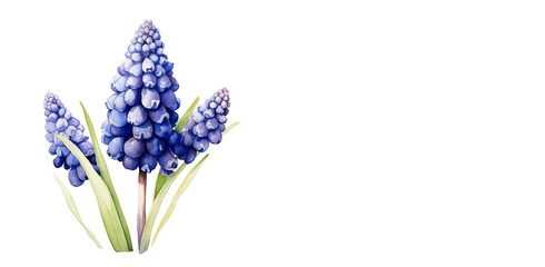 Dark purple Muscari blooming, heralding arrival of spring, accompanied by verdant stems and leaves. Artistic illustration reflection watercolor-style design suitable for cards, banners, copy space. - obrazy, fototapety, plakaty